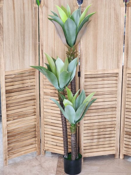 شجر أخضر الوفيرا أفرع /3