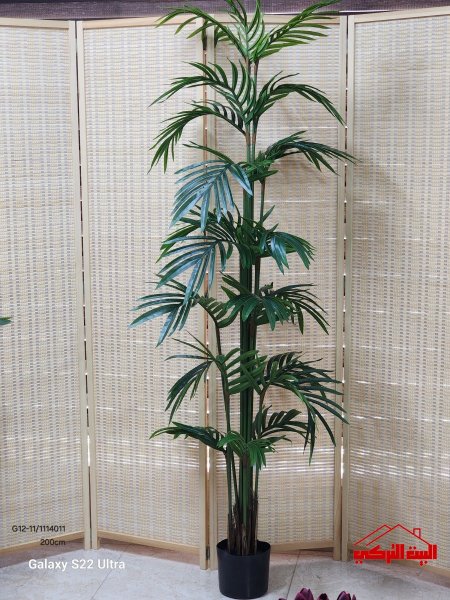 شجر أخضر نخل