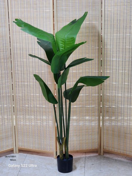 شجر موز 160سم