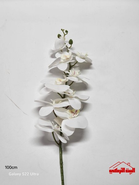 عرق اوركيد 100cm