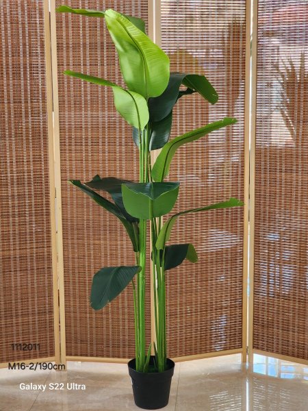 شجر موز أخضر 190cm