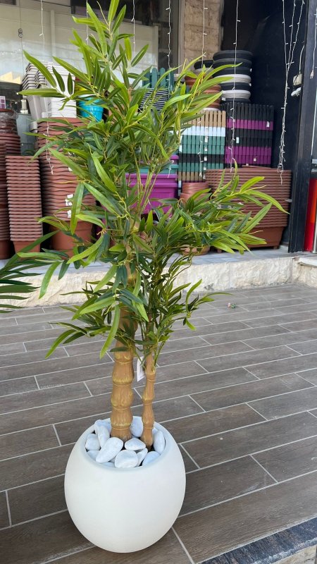 شجرة بامبو مع قوار بلاستيك مقوى