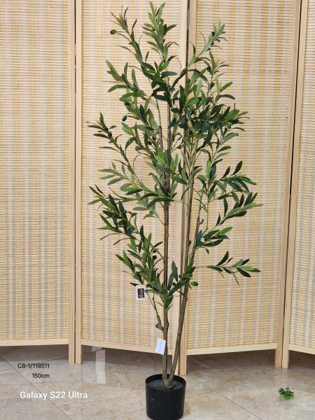 شجرة زيتون 150cm