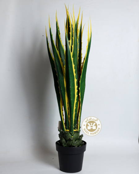 شجرة صبار زينة