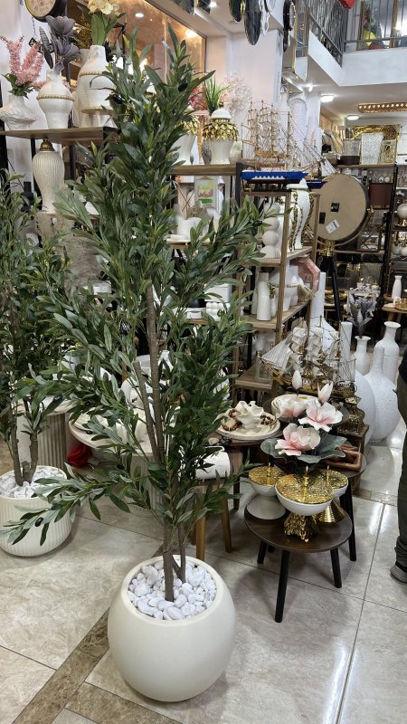 شجرة زيتون مع قوار