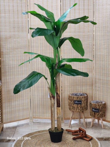 شجر موز ساق طويل  150cm