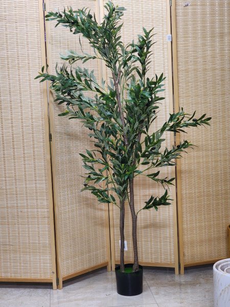 شجر زيتون 180cm