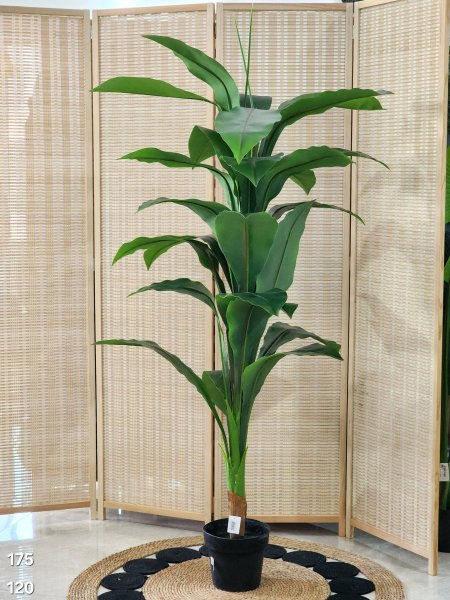 شجر أخضر أوراق كثيفة 175سم