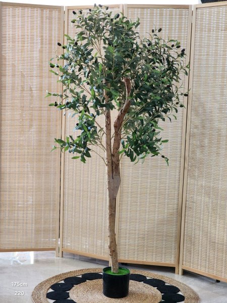 شجر زيتون 175سم